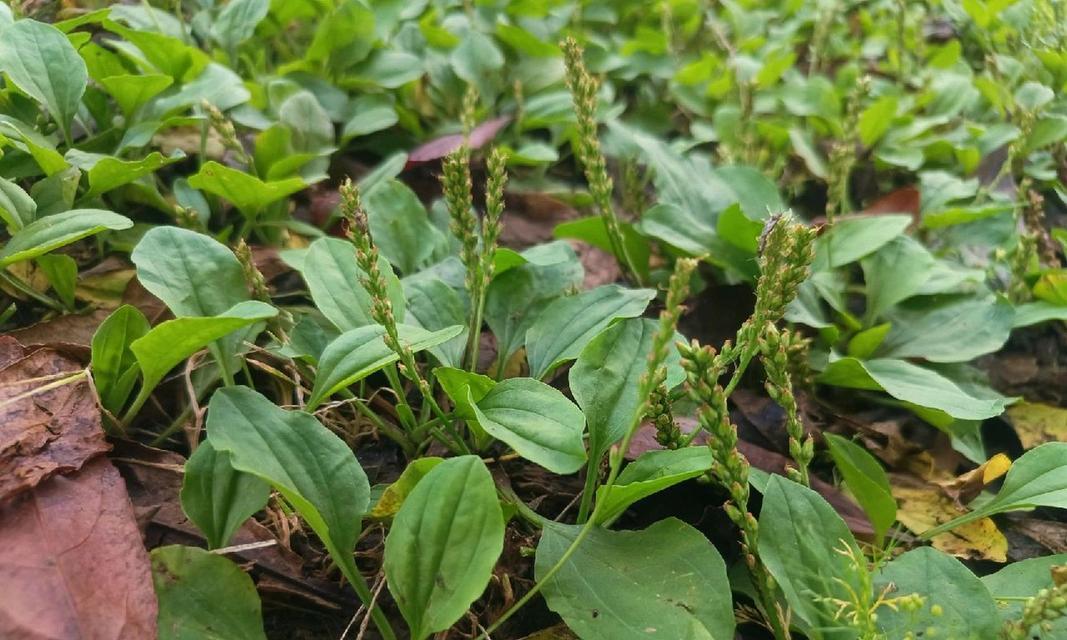 车前草是什么植物？它的功效和用途有哪些？