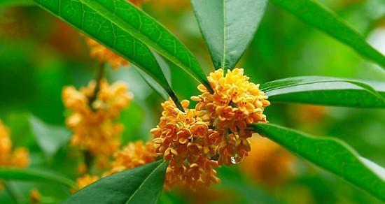 桂花的花语是什么？桂花的寓意有哪些常见问题？