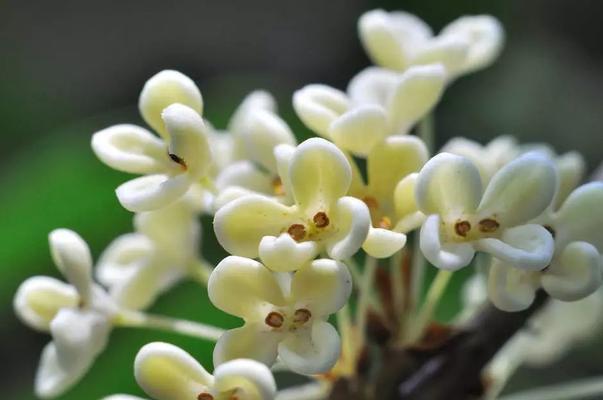 桂花的花语是什么？桂花寓意有哪些常见问题解答？