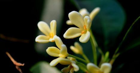 桂花的花语是什么？桂花寓意有哪些常见问题解答？