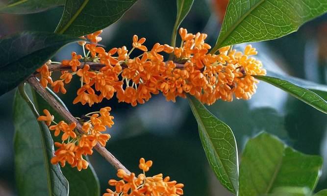 桂花的花语是什么？桂花寓意有哪些常见问题解答？