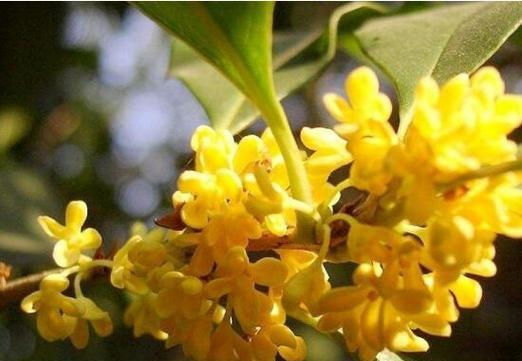 桂花的花语是什么？如何用桂花表达爱意？