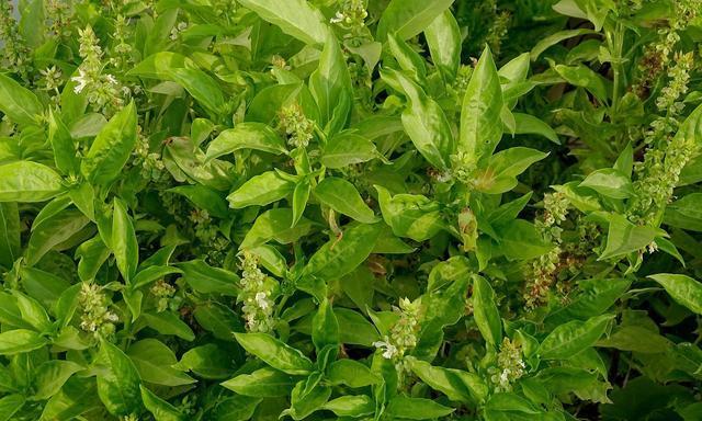 车前草喜阴还是喜阳？种植环境对车前草生长的影响是什么？