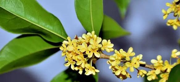 桂花的花语是什么？如何用桂花表达爱意？