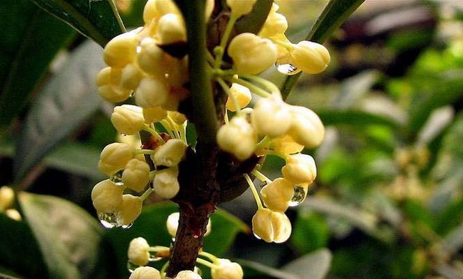 桂花的花语是什么？如何用桂花表达爱意？