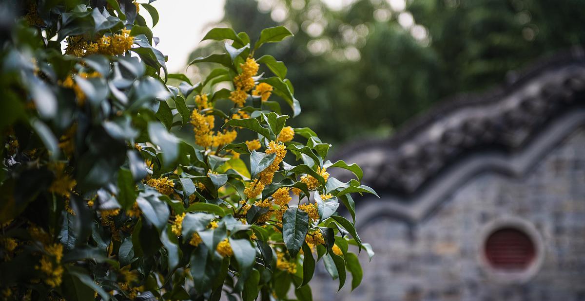 桂花的寓意是什么？如何用桂花表达情感？