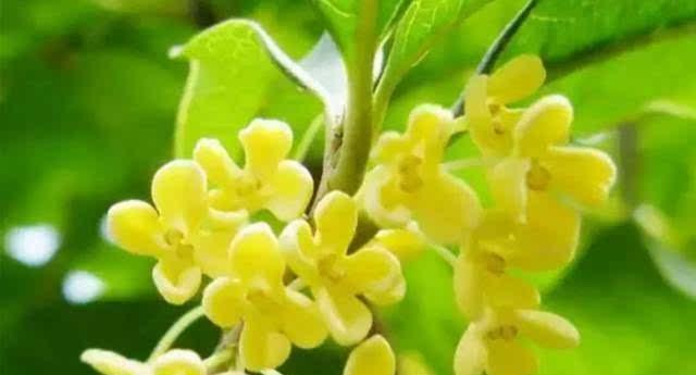 桂花的寓意是什么？如何用桂花表达情感？