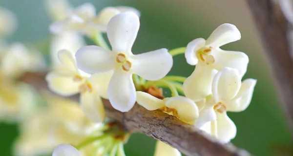 桂花的寓意是什么？如何用桂花表达情感？