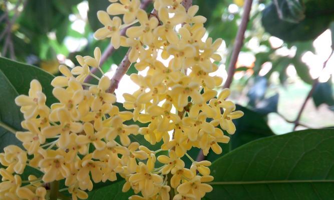 桂花花语是什么意思？如何用桂花表达情感？