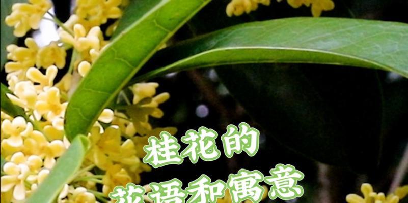 桂花的花语意义是什么？如何用桂花表达情感？