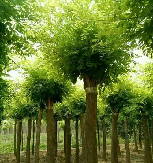 国槐树象征着什么？国槐树的寓意有哪些常见问题解答？