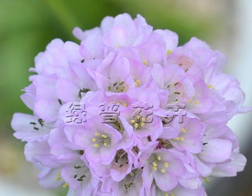 海石竹的花语是什么？如何用海石竹表达爱意？
