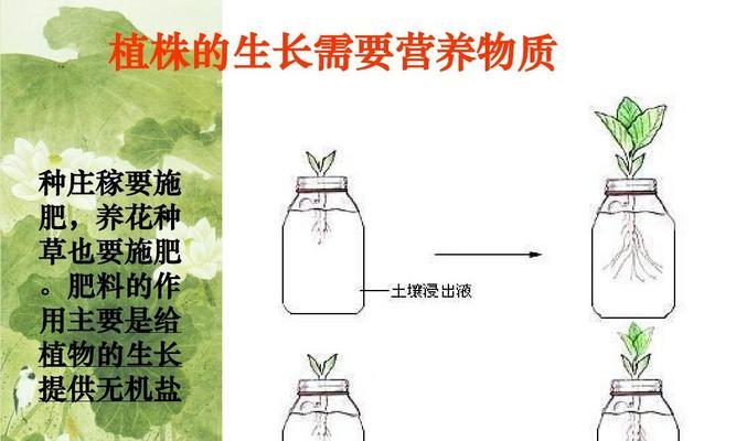 车前草留种子的最佳方法是什么？需要哪些步骤？