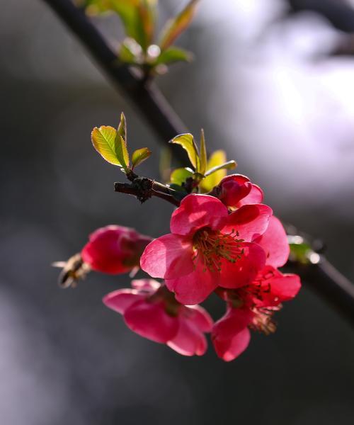 海棠花代表什么爱情含义？如何用海棠花表达爱意？
