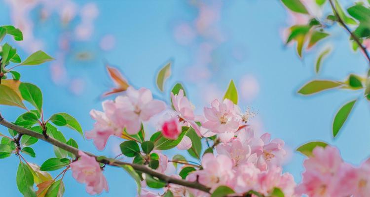 海棠花代表什么爱情含义？如何用海棠花表达爱意？