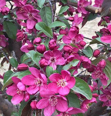 海棠花代表的花语是什么？如何用海棠花表达情感？