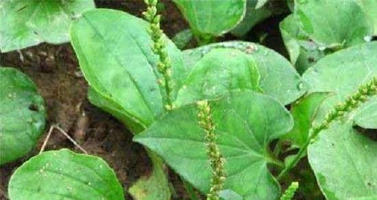 车前草什么时候种植最好？种植时间对生长有什么影响？