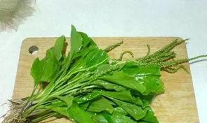 车前子泡水喝的功效与注意事项是什么？