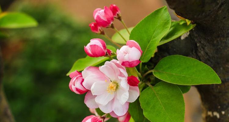 海棠花花语是什么？海棠花的寓意有哪些常见问题？
