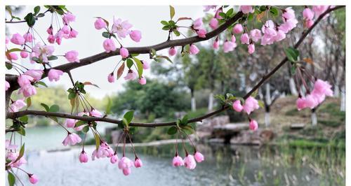 海棠花花语是什么？海棠花的寓意有哪些常见问题？