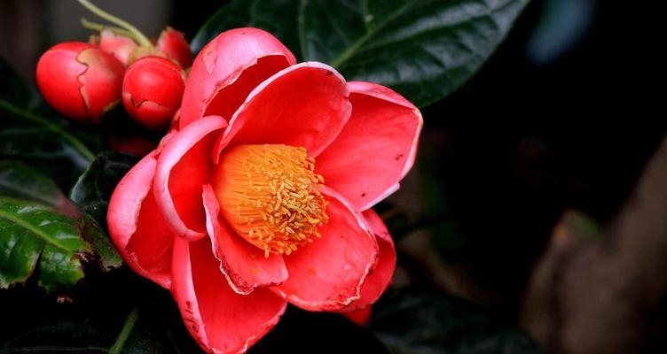 海棠花花语是什么？海棠花的寓意有哪些常见问题？