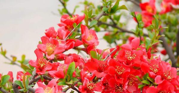 海棠花花语象征与寓意是什么？如何理解海棠花的深层含义？