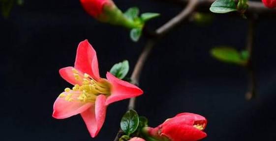 海棠花的花语是什么？有哪些关于海棠花的美丽传说？