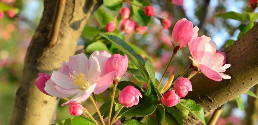 海棠花的花语是什么？有哪些关于海棠花的美丽传说？
