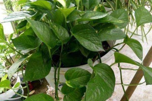 车用尿素可以浇花吗？使用后对植物有什么影响？