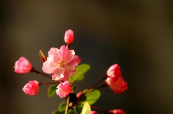海棠花开的代表寓意是什么？如何理解其深层含义？