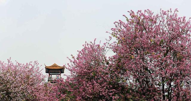 郴州的市树是什么？了解郴州市树的象征意义和特点？