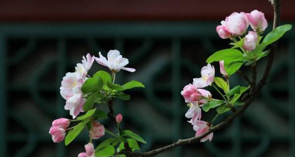 海棠花象征着什么品格？如何理解其独特的花语含义？