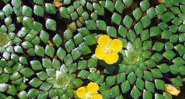 沉水植物有哪些种类？如何选择适合的沉水植物？
