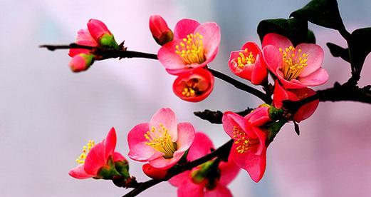 海棠花象征着什么意义？如何理解其深层含义？