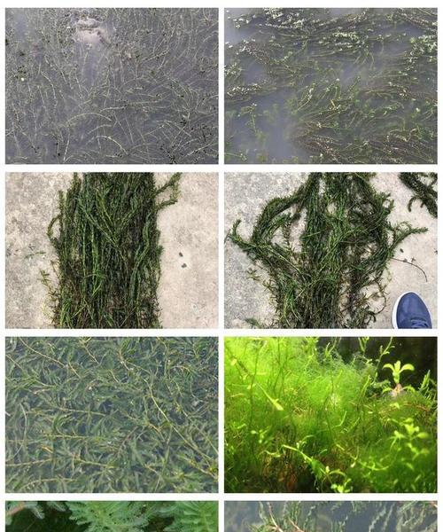 沉水植物有哪些种类？如何选择适合的沉水植物？