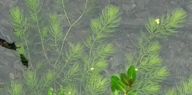 沉水植物有哪些种类？如何选择适合的沉水植物？
