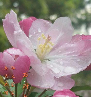 海棠花语和寓意是什么？如何用海棠花表达情感？