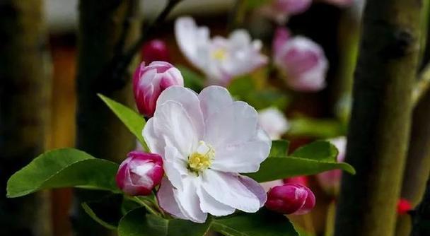 海棠花语象征与寓意是什么？如何理解海棠花的深层含义？