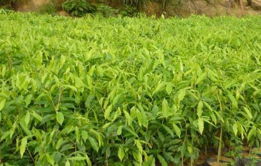 沉香的种植条件是什么？哪些地方最适合种植沉香？