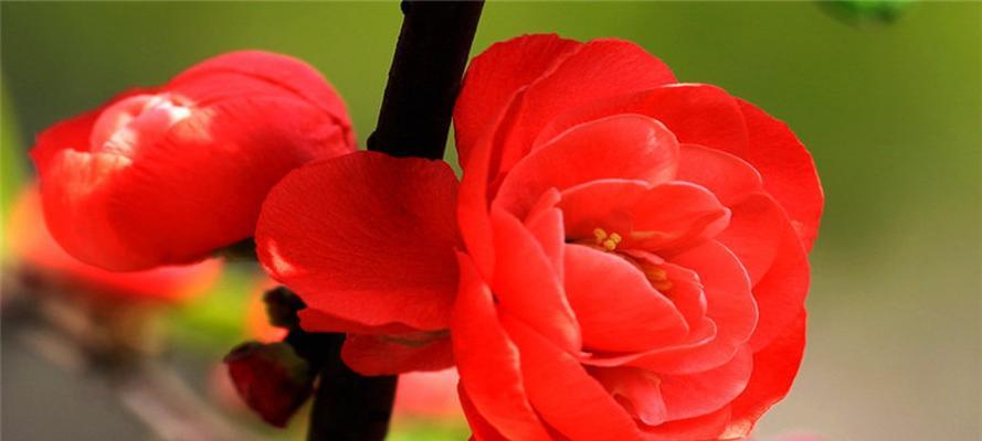 海棠花语象征与寓意是什么？如何理解海棠花的深层含义？