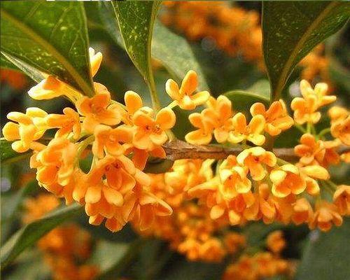 沉香桂四季开花吗？了解其开花周期和养护要点