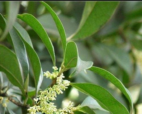 沉香桂四季开花吗？了解其开花周期和养护要点