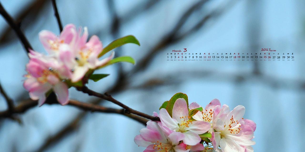 海棠花的寓意是什么？如何正确理解海棠花的象征意义？