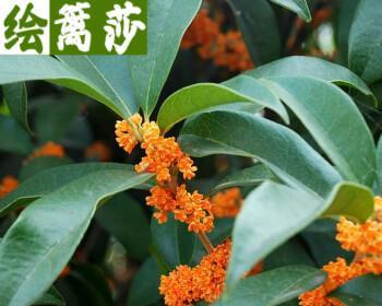 沉香桂一年开几次花？如何促进其开花？
