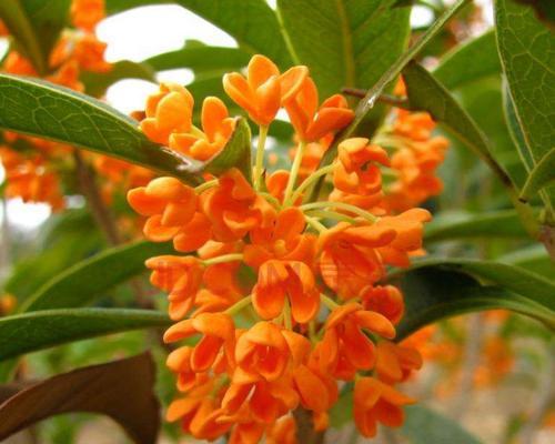 沉香桂一年开几次花？如何促进其开花？