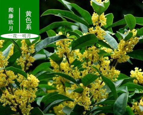 沉香桂一年开几次花？如何促进其开花？