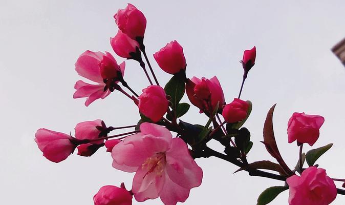 海棠花代表什么意思？海棠花的象征意义有哪些？
