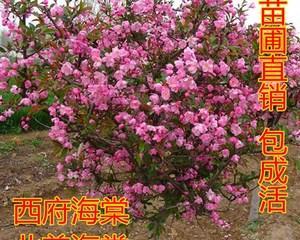 海棠树代表什么意思？海棠花语有哪些常见解释？
