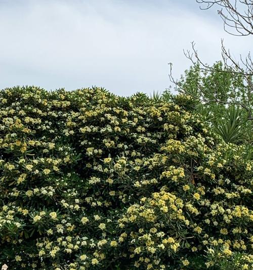 海桐花的花语有哪些含义？