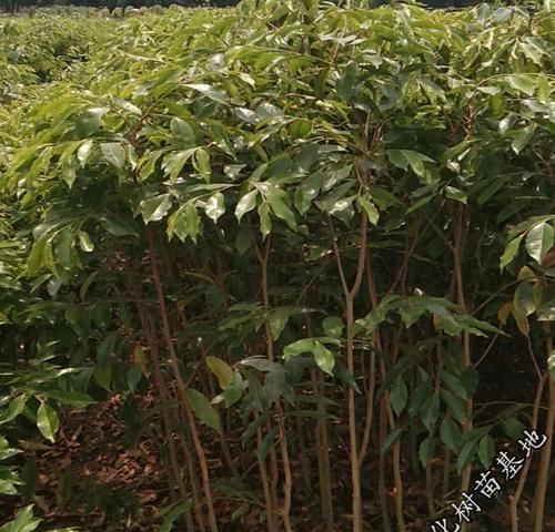沉香木产地在哪里？全球主要沉香木产地有哪些？